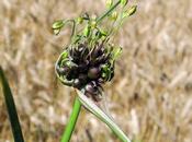 champs (Allium oleraceum)