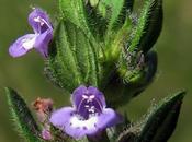 Calament acinos (Clinopodium acinos)