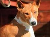 Analyse SWOT marché mondial soulagement prévention douleur chez bétail, indicateurs clés, prévisions 2027 Boehringer Ingelheim, Zoetis, Merck, Elanco