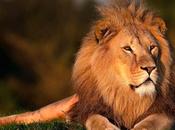 police sud-africaine démantèle vaste trafic dents griffes lions