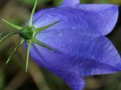 Campanule feuilles rondes (Campanula rotundifolia)