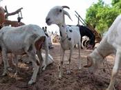 L’Afrique centrale engagée pour contrôle l’éradication peste petits ruminants (PPR)