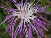 Centaurée jacée (Centaurea jacea)