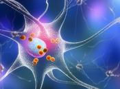 CHOLESTÉROL cérébral Contrer effet néfaste l’activité neuronale