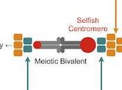 #Cell #centromères voies parallèles pour recrutement protéines effectrices déterminent l'entraînement suppression centromères