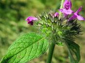 Calament clinopode (Clinopodium vulgare)