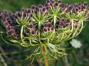 Carotte sauvage (Daucus carota subsp. carota)