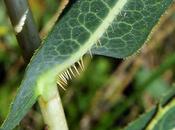 Laitue scariole (Lactuca serriola)