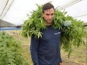 Colombie légalisation l’industrie cannabis