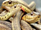 Cameroun Désiré Tchoffo 6361 victimes morsure serpent 2021