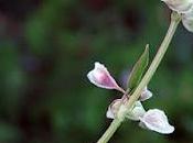 Renouée faux-liseron (Fallopia convolvulus)