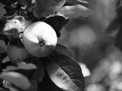 Pommes… #NoirEtBlanc ⚫️&⚪️