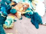 Cameroun Renouvellement organes base RDPC: poulets sacrifiés devant maison parti Bangangté