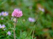 Fleurs trèfle septembre…
