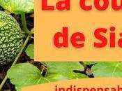 courge Siam, indispensable pour l'autonomie alimentaire (vidéo)