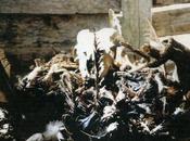 Quand faire, c'est croire