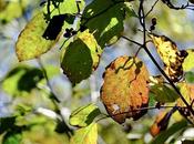 Feuilles colorées, encore… #Fujinon80mm