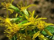 Solidage verge-d'or (Solidago virgaurea)