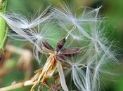 Laitue scariole (Lactuca serriola)