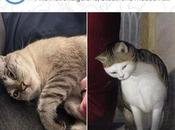 portraits d’animaux Google vous permettent trouver sosies d’art pour votre quatre pattes