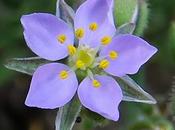 Spergulaire rochers (Spergula rupicola)