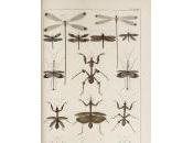 (Feuilleton), Animal Ping, Cécile Riou Benoît Richter/3