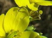 Diplotaxis feuilles étroites (Diplotaxis tenuifolia)