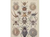 (Feuilleton), Animal Ping, Cécile Riou Benoît Richter/7