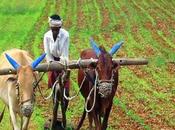Jammu-kashmir: Pekerjaan Akan Dilakukan Untuk Mempromosikan Pertanian, Iffco Memulai Proyek