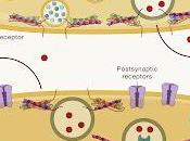 #Cell #signalisationBDNF #régulation #synapses #troublespsychiatriques signalisation BDNF contexte régulation synaptique troubles psychiatriques