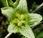 Bryone (Bryonia cretica subsp. dioica)