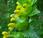 Rhinanthe petites fleurs (Rhinanthus minor)