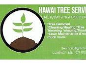 Cela rappelle cocotiers