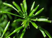 Cerfeuil penché (Chaerophyllum temulum)