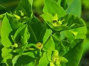 Euphorbe larges feuilles (Euphorbia platyphyllos)