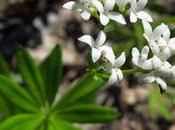 Aspérule odorante (Galium odoratum)