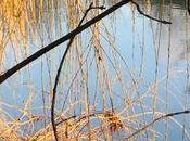 fleuve bois, vers soleil couchant