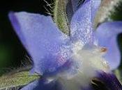 Bourrache (Borago officinalis)