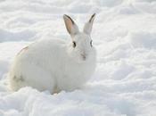 image animée lapin blanc