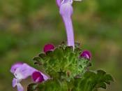 Lamier amplexicaule (Lamium amplexicaule)