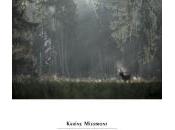 (Note lecture) Karine Miermont, Vies forêt, Antoine Bertot
