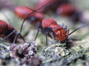 Comment lutter contre l’invasion fourmis dans votre jardin