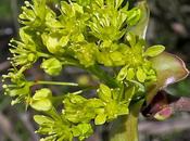 Érable plane (Acer platanoides)