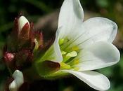 Saxifrage granulée (Saxifraga granulata)