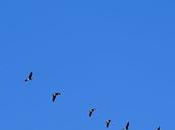 Passage l’outarde…