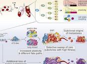 #Cell #tumeur #évolutiontumorale #plasticité traçage lignée révèle phylodynamique, plasticité voies d'évolution tumeur