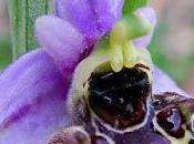 Ophrys bourdon (Ophrys fuciflora)