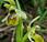 Ophrys litigieux (Ophrys virescens, araneola)