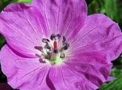 Géranium sanguin (Geranium sanguineum)