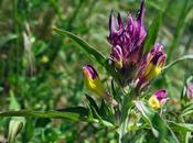 Mélampyre champs (Melampyrum arvense)